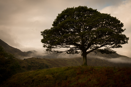 Scottish lonely tree