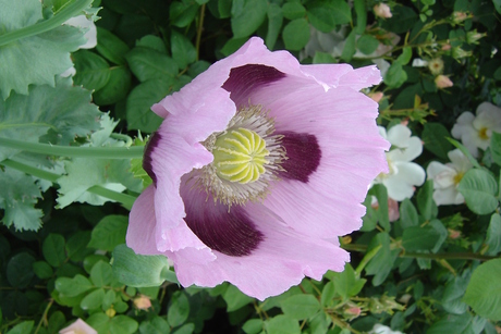 Pink flower