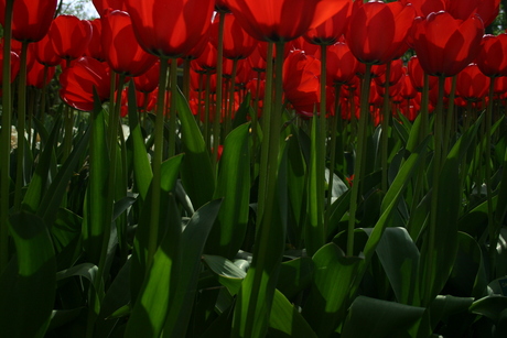 Tulpen in de zon