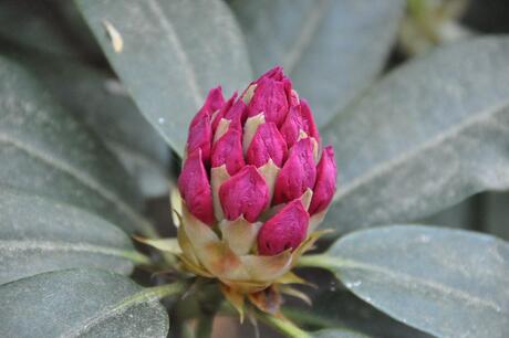 rhododendron