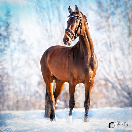 Sneeuw, Zon en Beauty