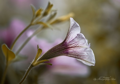In Close-up