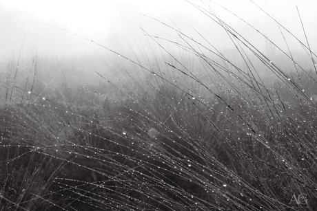 Dauwrijke herfstochtend