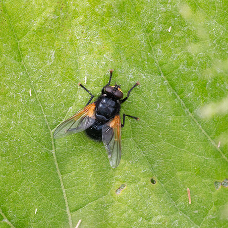 Schorsvlieg.