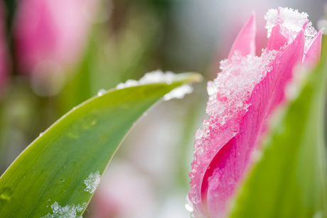 Tulp in de sneeuw