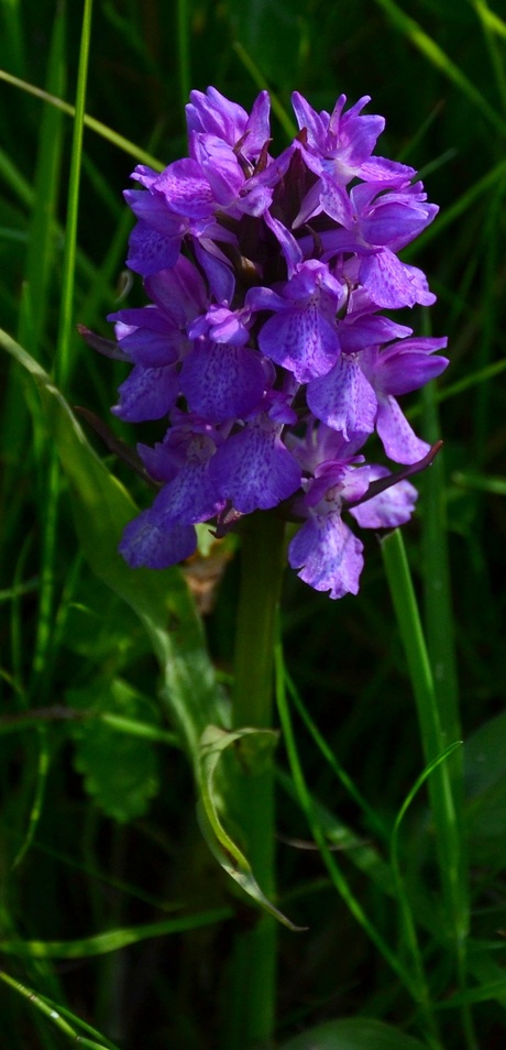 breede orchis