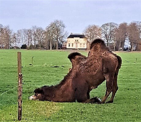 Onder draod deur vreeten