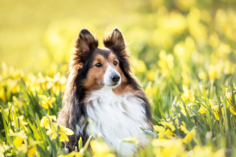 Mickey in de narcissen