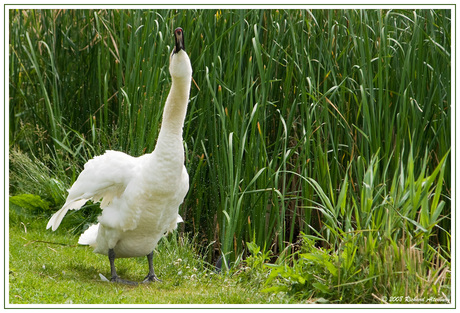 Shaking swan