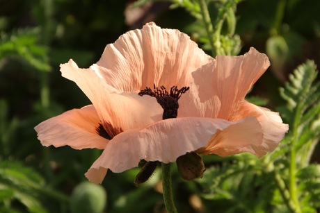 Papaver