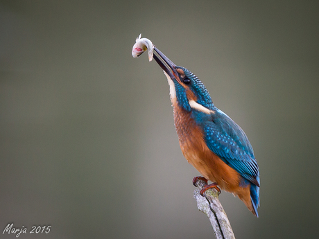 IJsvogel met ontbijt