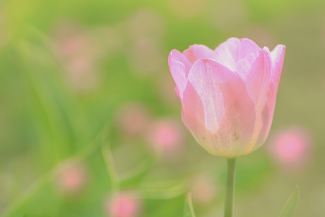 tulp