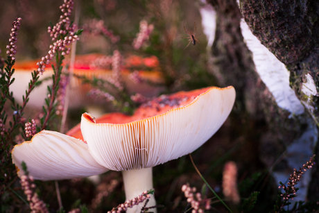 Herfstspinnetje