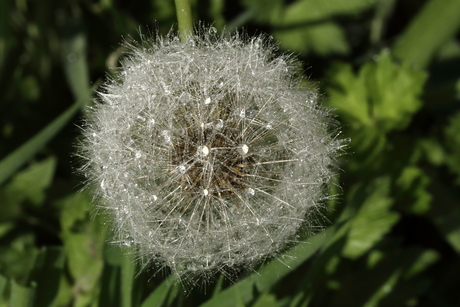 Pluizebolletje