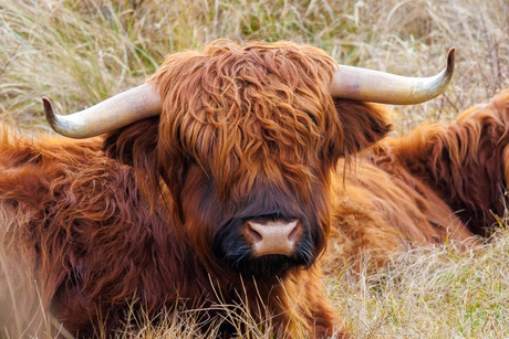 Schotse Hooglander