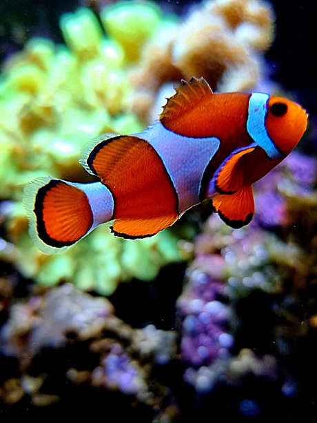 nemo /Driebandanemoonvis