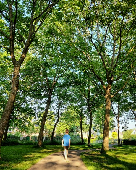 Tussen de bomen 