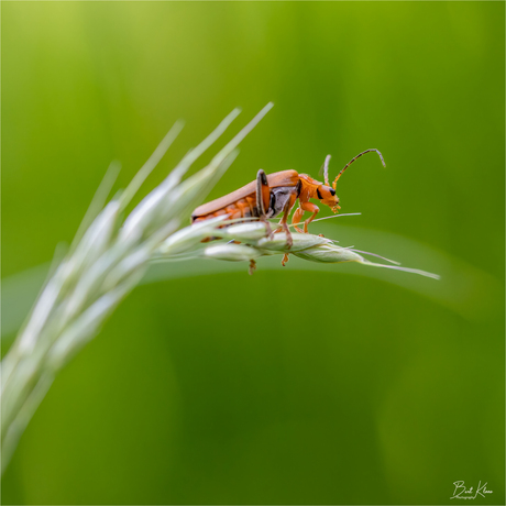 Rood soldaatje