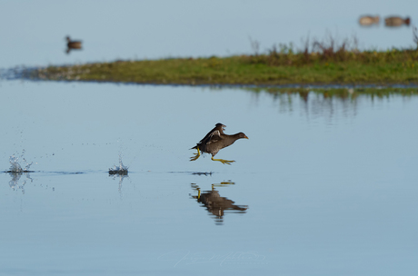 Walk on water.