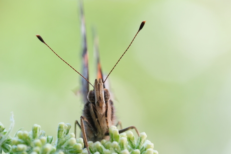 Oog in oog met de Atalanta