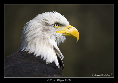 Bald Eagle (Amerikaanse zeearend)