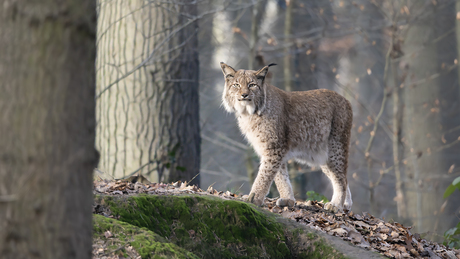 linx is niet rechts....