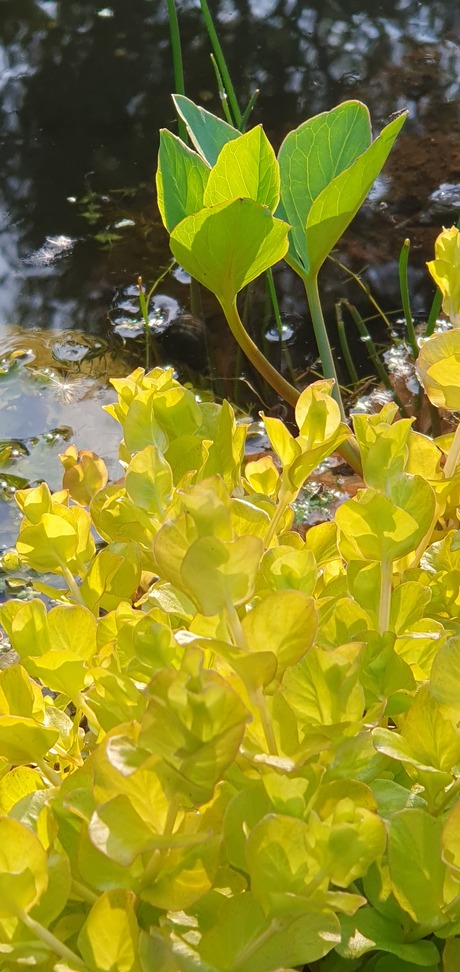 Waterdrieblad met penningkruid