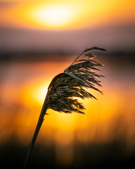 Sunset Oostvaardersplassen