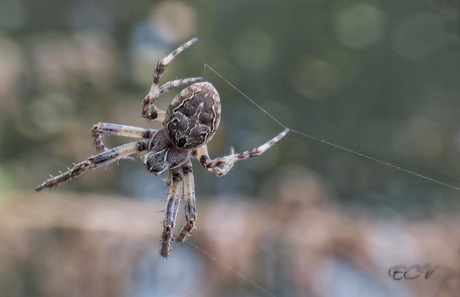 Spinnende Kruisspin