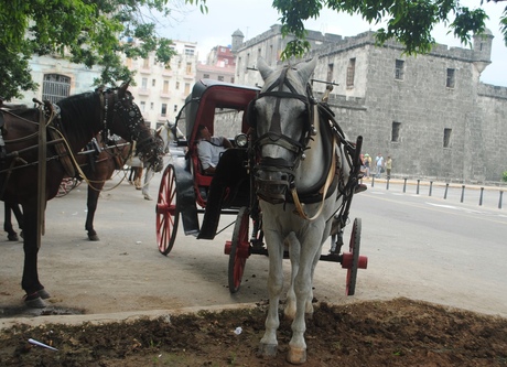 Havana - paard en wagen