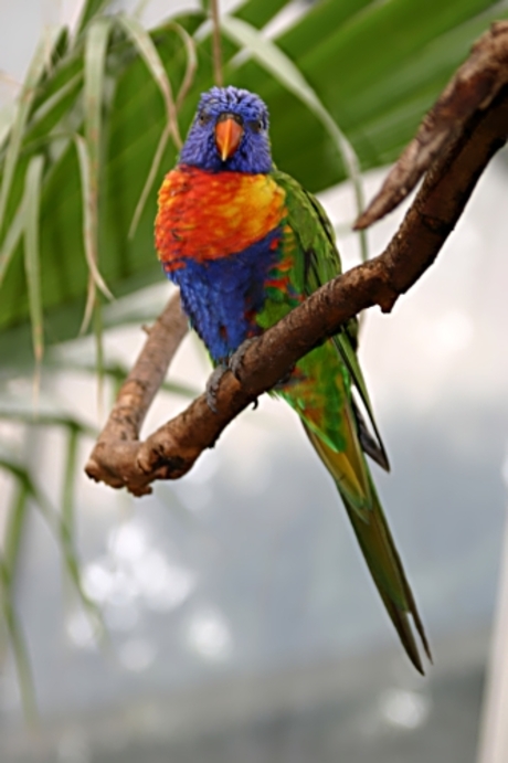 Honing-papegaai Avifauna