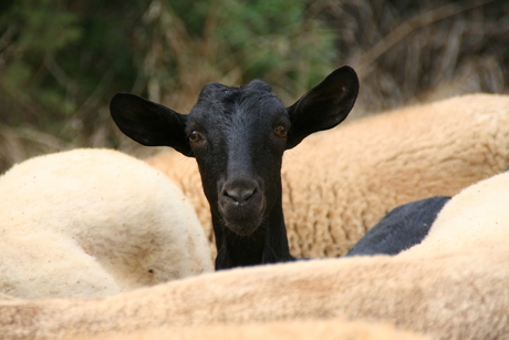 Witte schapen / zwarte schapen