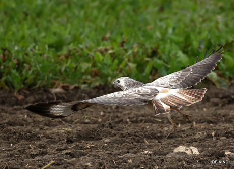 buizerd