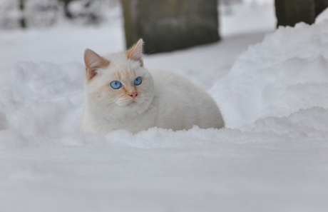 Kater in de sneeuw