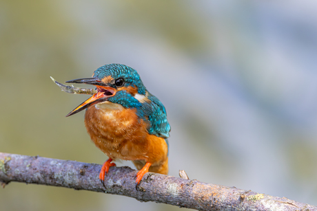 Kingfisher