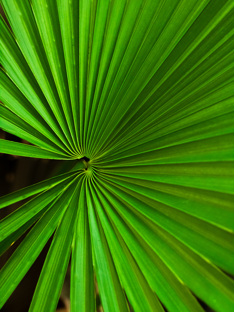 Groene palm