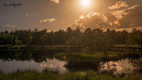 Maasduinen