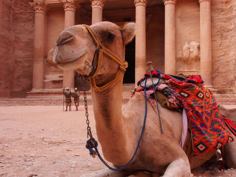 Petra, Jordanie! Kameel bij het Koningsgraf