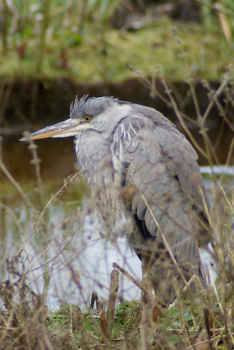 Reiger