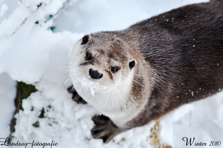 Lief ottertje