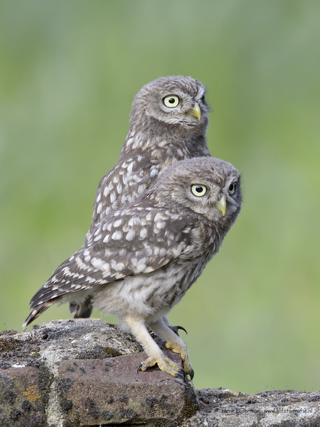 Juveniele Steenuilen