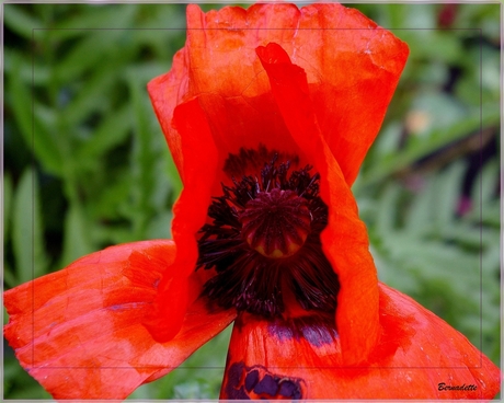 een verregende papaver