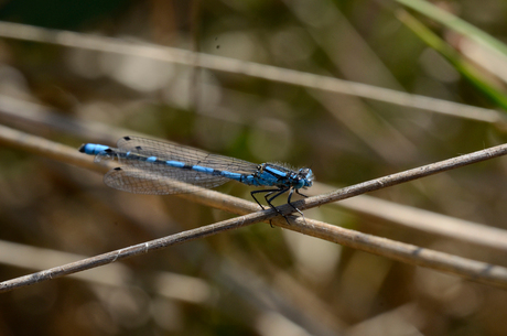 Blauwe Waterjuffer