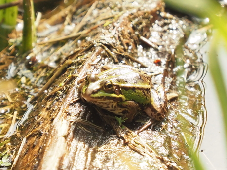 hoe was het sprookje ook alweer?