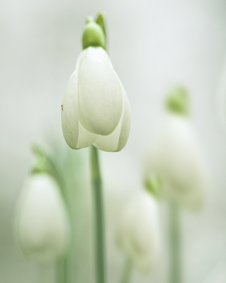 sneeuwklokjes