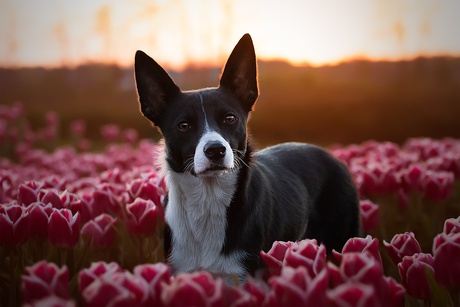 Lente-avond tussen de bloemen