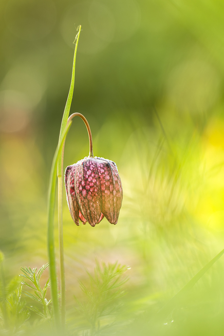 Kievitsbloemetje in de eerste zonnestralen in de tuin.