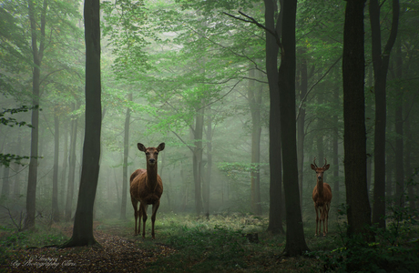Ardenen