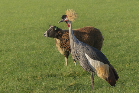 Hollands glorie en Oegandese trots