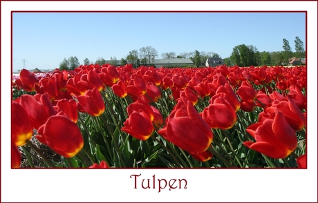 Tulpen